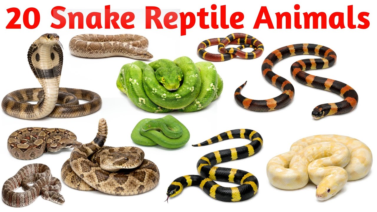 बच्चों के लिए साँप के नाम | Snake Names for Kids | Cobra, Python, Viper