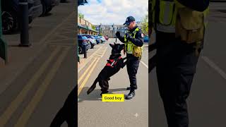 Public training session with one of the most disciplined dogs #k9 #malinois #shorts