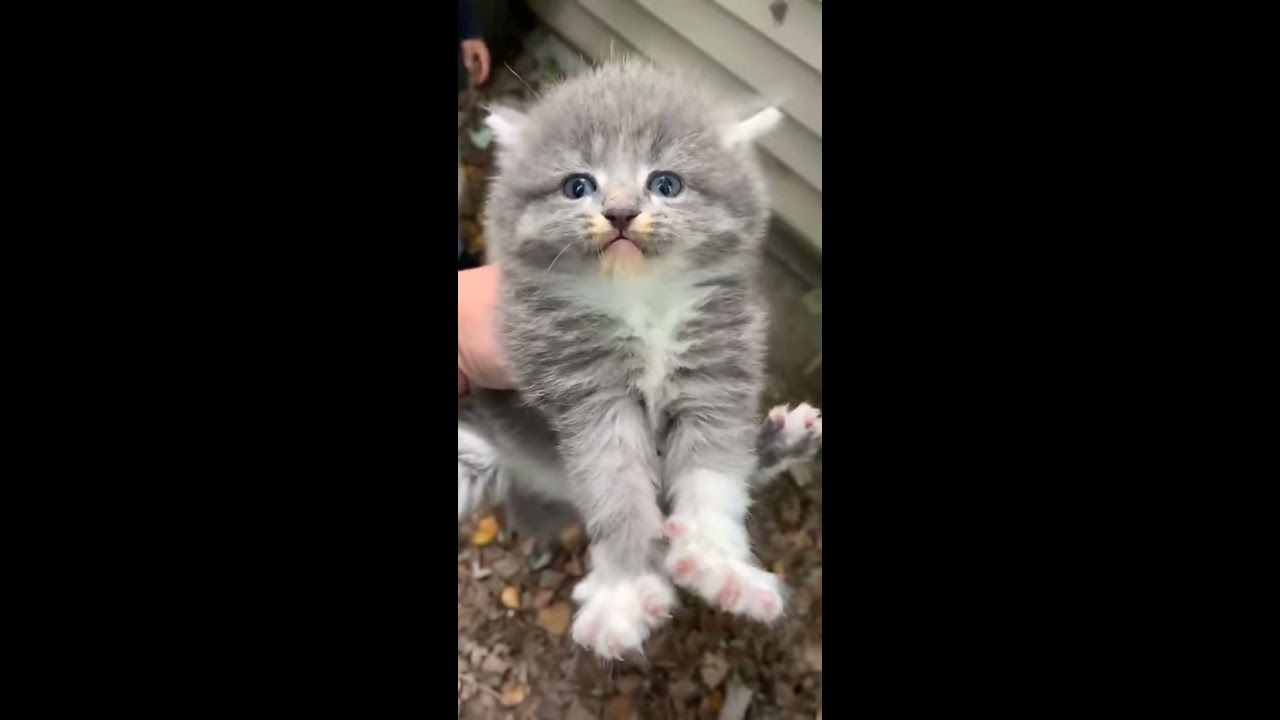 Perfectly cut cat scream