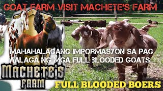 Machete Goat Farm..pure Blood Boers Dapple..goat Farm Visit