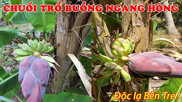 Cận cảnh cây chuối Xiêm trổ buồng ngang thân hay cây chuối trổ ngang hông độc lạ ở Bến Tre