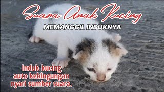 SUARA BAYI KUCING MEMANGGIL INDUKNYA || AUTO KEBINGUNGAN SANG INDUK.