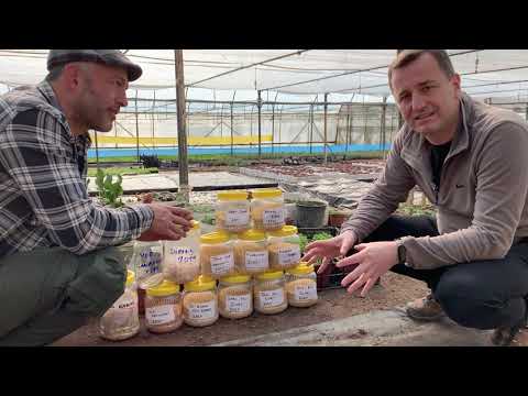 Video: Bahçecilikle Nasıl Arkadaş Edinilir - Bitki ve Sebzeleri Paylaşmak İçin İpuçları