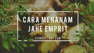 Cara Menanam Jahe Emprit