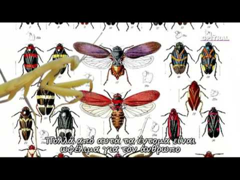 Βίντεο: Μπορείτε να αγοράσετε ωφέλιμα έντομα: Συμβουλές για την αγορά ευεργετικών ζωυφίων για κήπους