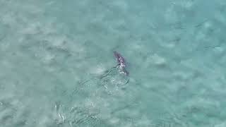 Crews Rescue Stranded Humpback Whale Off Coast Of New South Wales