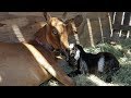 Signs of Goat Labor; Goat In Labor; Mattie Had A Doe!! WARNING GRAPHIC!