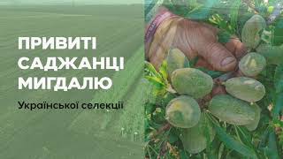 Офіційний розплідник саджанців мигдалю в Україні