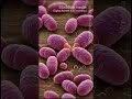 Yeast Cells 20260314 0832 | Fungi | Microscopic - Vertical Stock Footage