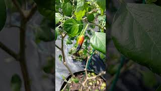 Glabriusculum Tiger Pepper