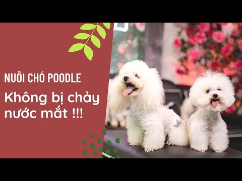 Video CHĂM SÓC CHÓ POODLE ĐỂ KHÔNG BỊ CHẢY NƯỚC MẮT - youtube