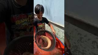 BOCIL NYESER IKAN LELE ALBINO JUMBO PAKE CETING #lele #lelealbino #ikan #drama #vlog #lucu #shorts