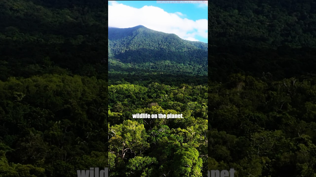 World’s Oldest Rainforest: Daintree! 