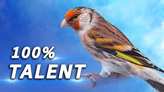 Goldfinch Mule Singing 12h Training Song (100% Goldfinch song)