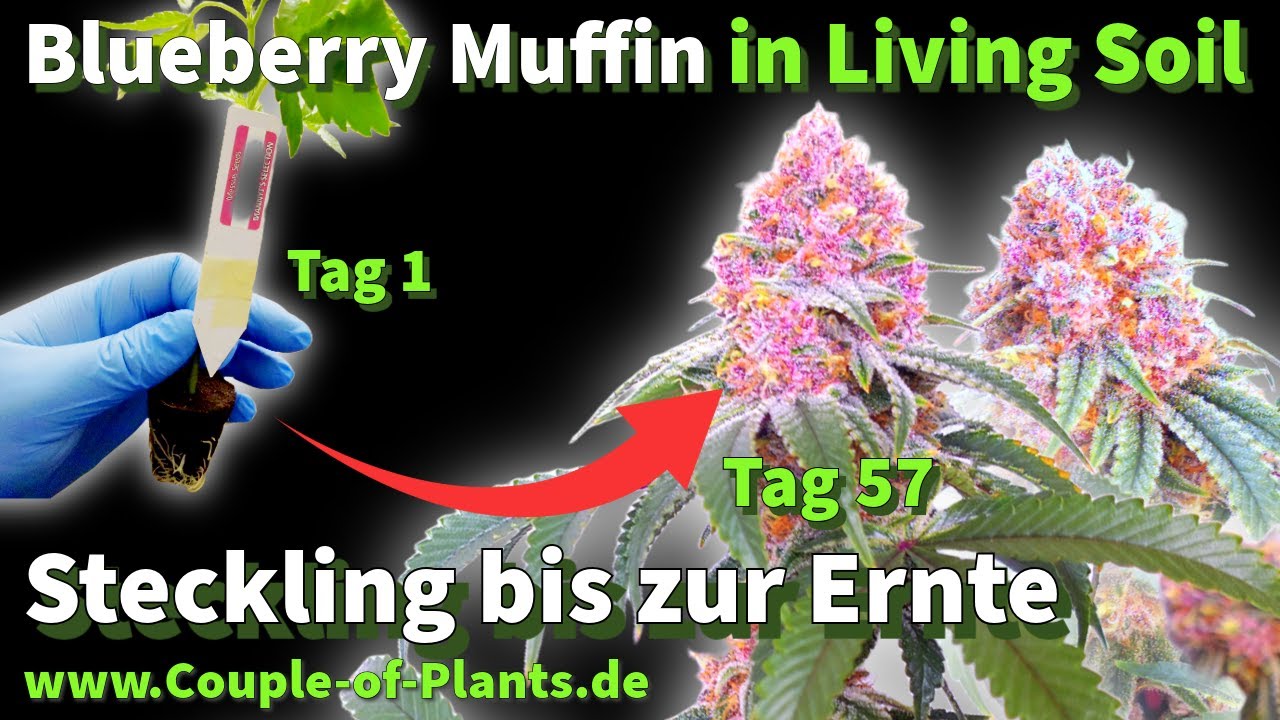 Steckling bis zur Ernte | Living Soil - Blueberry Muffin & K-Mintz von MannyT auf 1,2m x 1,2m