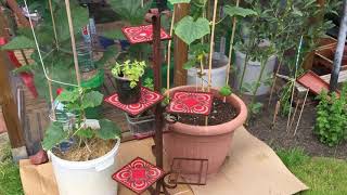 #Gartenrundgang #gartenimjuni #gardening #greenhouse #gewächshaus #stephyschaosgarten im Juni