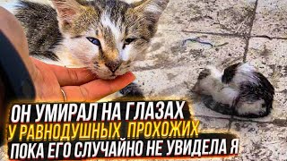 Везла в ВЕТклинику своих подобрышей и увидела умирающего котенка🥺