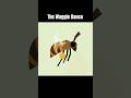 Why do Bees dance?! 🐝 🎶