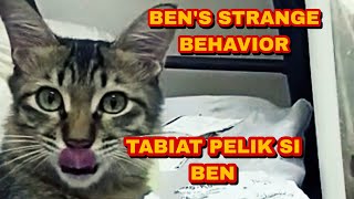 MY CAT BEN'S STRANGE BEHAVIOUR || TABIAT PELIK SI BEN, LIHAT APA MAKANAN KEGEMARAN DIA. #cats #pets