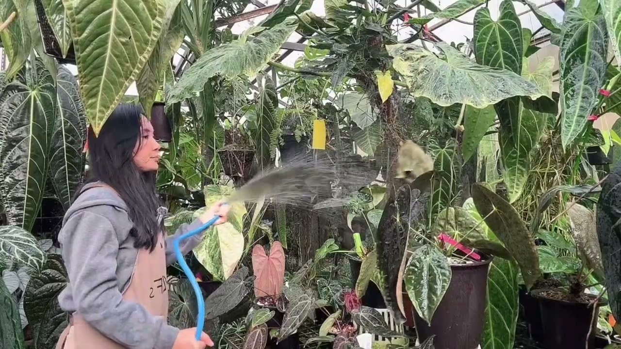 รดน้ำไม้ใบช่วงหน้าหนาวอย่างไรไม่ให้ใบเหลืองทิ้งใบก่อนเวลา