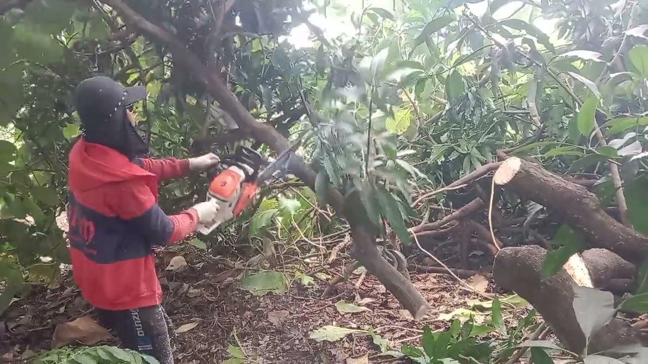 Very sharp and precise, the adorable yellow one #mssumura #smcs6500l #everyone #viralvideo