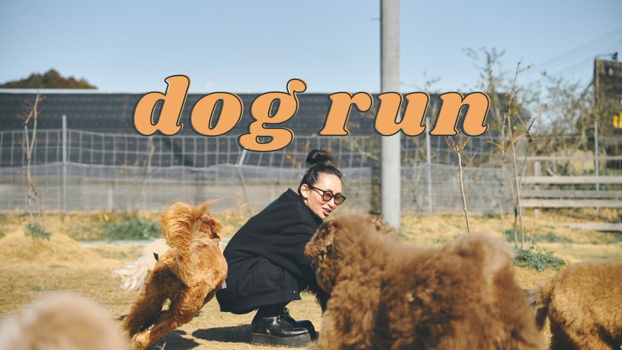 【dog run】オーストラリアン・ラブラドゥードル7匹大集合