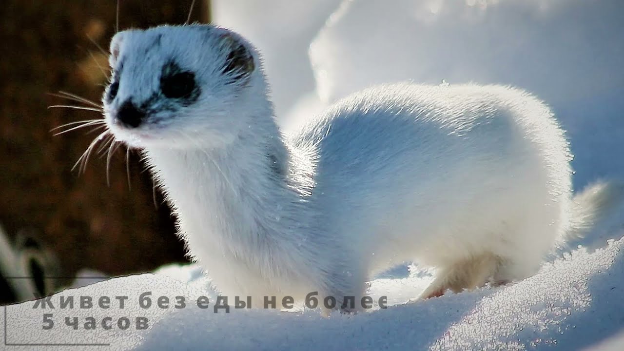 Карманный кровожадный убийца: интересные факты из жизни ласки