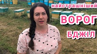 видео: Чи потрібні проміжні обробки від кліща Варроа? Як швидко розмножується кліщ? Як та чим обробляємо ми картинка: Чи потрібні проміжні обробки від кліща Варроа? Як швидко розмножується кліщ? Як та чим обробляємо ми