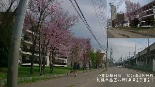 JR琴似駅近くの桜　2024年4月19日　北海道札幌市西区八軒１条東２丁目２−１