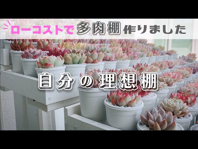 あ*ん様 Z506多肉植物 サボテン パキポディウム・アンボンゲンセ (実生