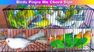 Releasing My Birds In My Birds Aviary and Cages - My Fantastic Birds