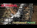 Голубиный рынок в Астрахани! 15.05.22г