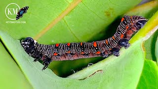 TIPS FOR RAISING MOTH CATERPILLARS