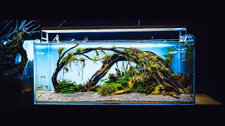 Aquascaping Ideas - Adist Aquascaping Gallery