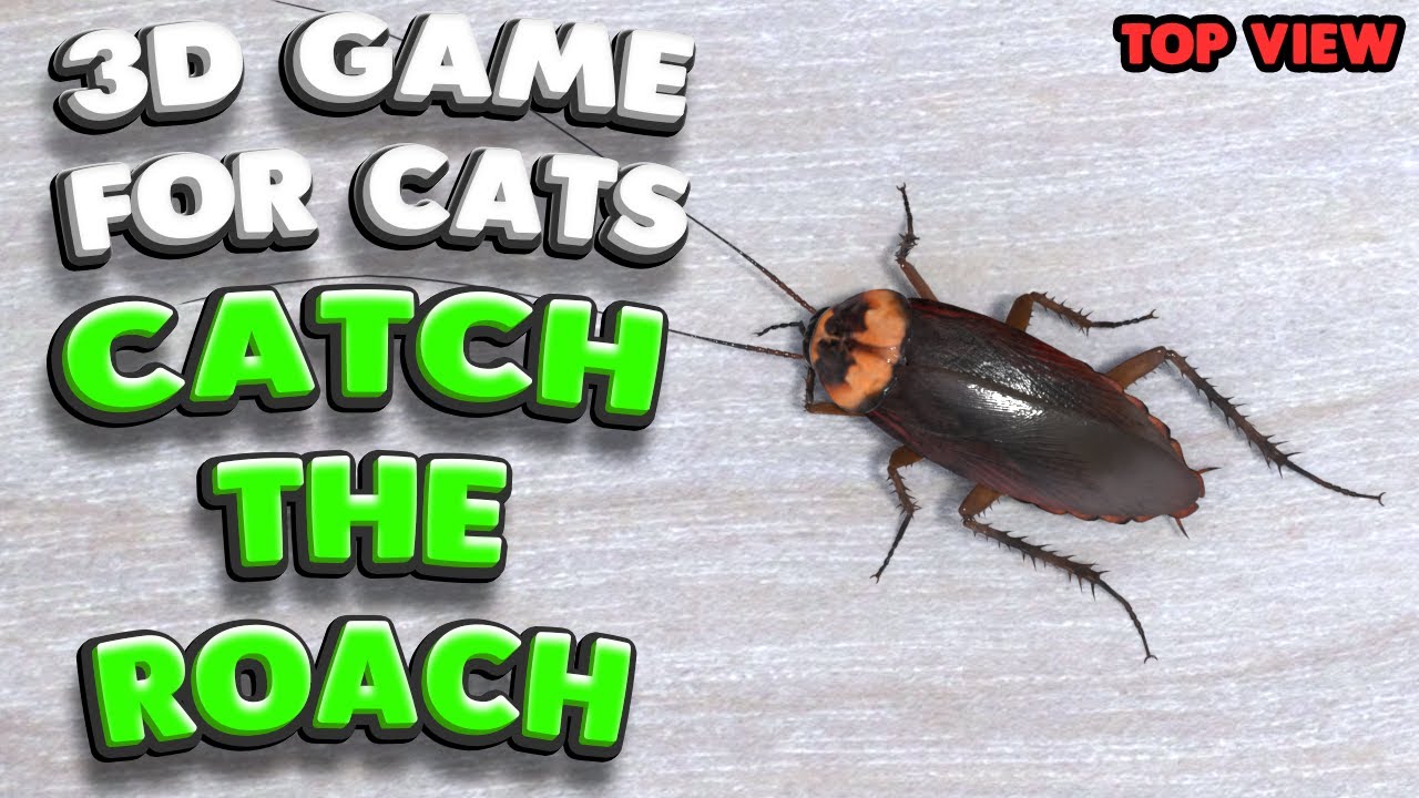 3D game for cats | CATCH THE COCKROACH (top view) | 4K, 60 fps, stereo sound