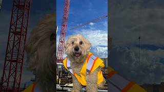 Pov: Dog Safety Supervisor 🐶 @Thejessiishow #Themanniishow.com/Series