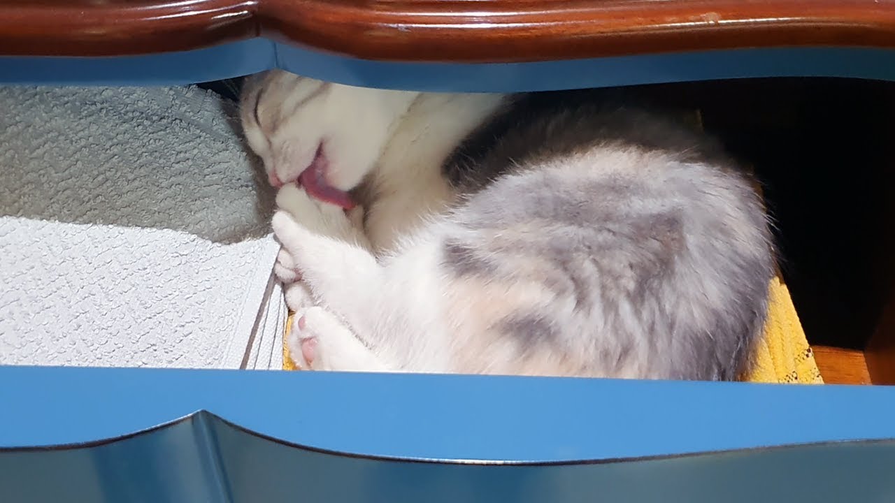 Kittens Sleep in Weird Places, Not in their Home - YouTube