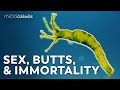 The Complicated Sex Lives of Hydra