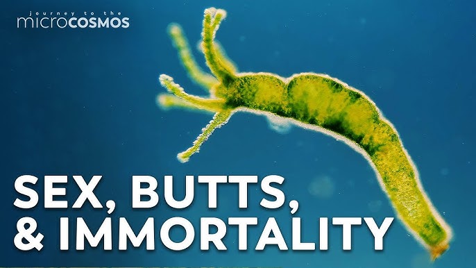 Can Hydras Survive a Blender?: Unveiling the Myth