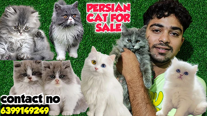 Video 11033881: russian blue persian cat