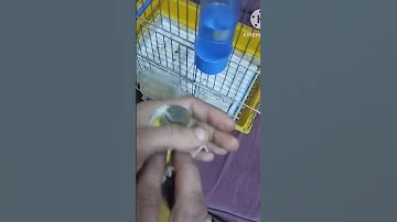 احذر شراء هذه الأنثى من طيور الكناري في موسم الانتاج 
