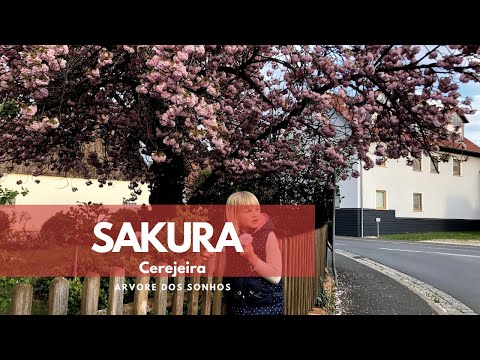 Vídeo: Sakura Japonesa - árvore dos sonhos