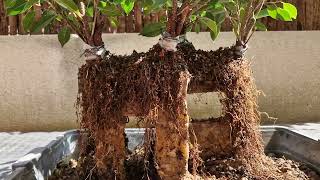 El Ficus Sobre Muro 2.0 A 17082025
