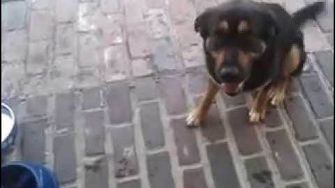 Russian dog commands