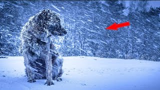 Der Hund saß einige Tage draußen bei Frost und Schnee, aber jemand beschloss, ihm zu helfen...