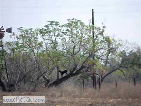 bluetick meaning BlueTube ~ Bluetick Coonhound Climbs a Chinaberry Tree