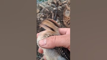 gà rừng đi nương vui vẻ quá.qaib qus mus ua teb lom zem kaws li nawb