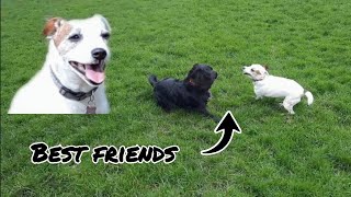 Jack Russell Gets Included In Playtime! 🐾 by Pawsonal Pet Care 187 views 2 months ago 1 minute, 26 seconds