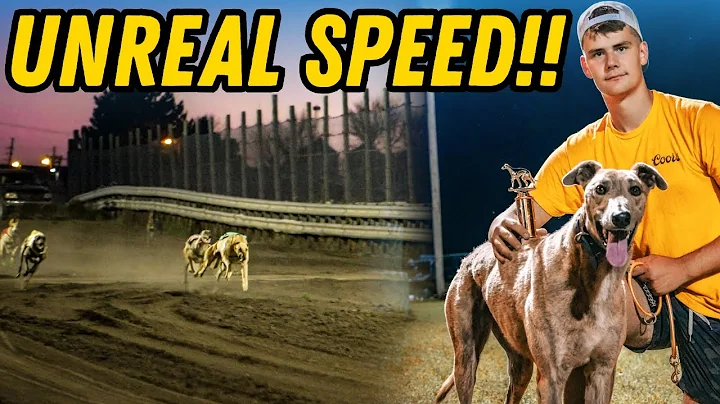 World’s Fastest Dogs Race Head-to-Head!