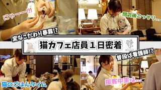 副業猫カフェ店員!? 変なこだわりあるスタッフに密着。